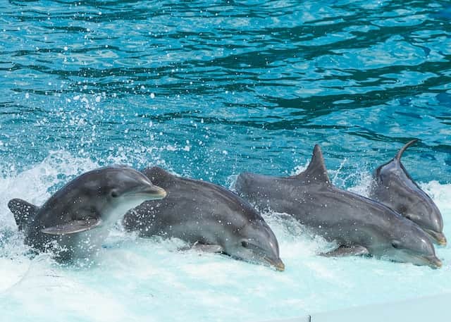 avistamiento de delfines goa india